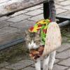 KSI Taco Cat